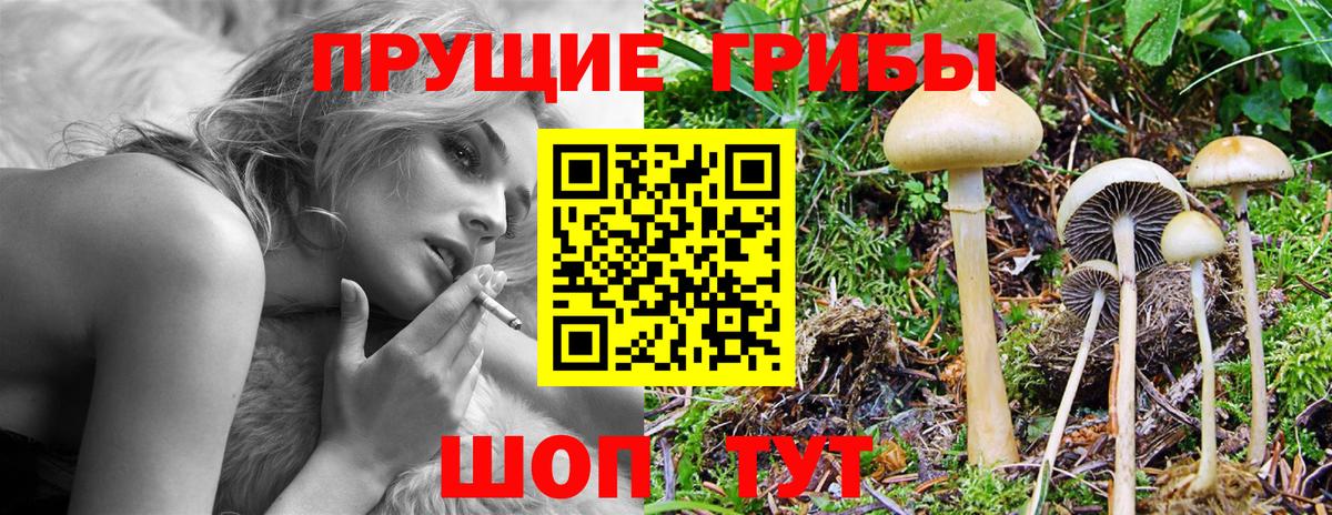 Псилоцибиновые грибы GOLDEN TEACHER Астрахань